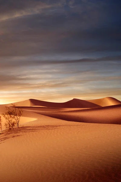 Blick Auf Schöne Sanddünen Und Palmen Sands Dunes National Park — Stockfoto