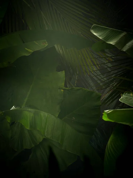 Visão Fragmento Selva Tropical Verde Névoa Agradável — Fotografia de Stock