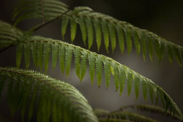 Fragment Uitzicht Mooie Mist Groene Tropische Jungle Stockafbeelding