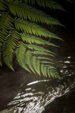 Güzel yeşil tropikal orman manzarası