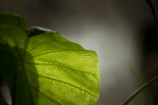 Vista Cerca Macro Hoja Tropical Verde Agradable Estilo Naturaleza — Foto de Stock