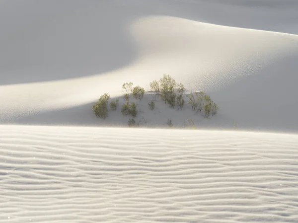 Список Викопних Птахів Sands Dunes National Park — стокове фото