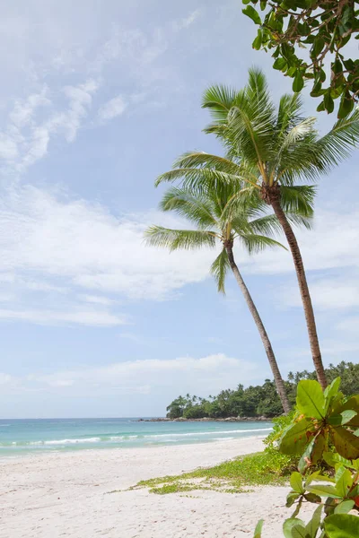 Vista Bonita Playa Tropical Con Algunas Palmeras — Foto de Stock