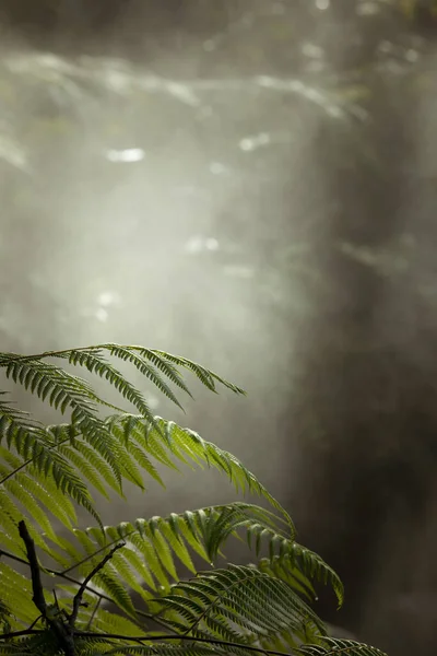 Visão Fragmento Selva Tropical Verde Névoa Agradável — Fotografia de Stock