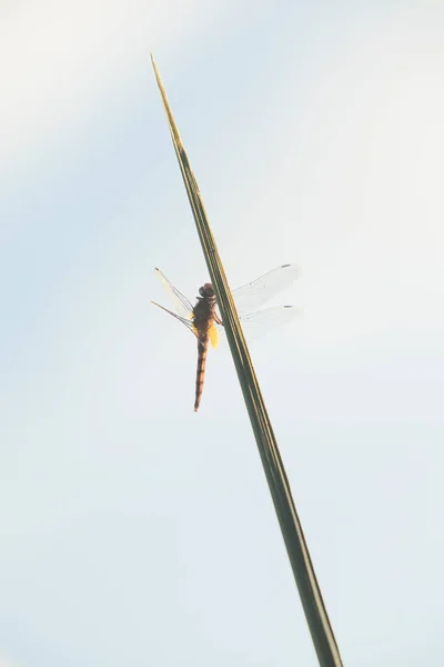 Closeup View Color Dragonfly Landed Grass Blue Sky Back — Stock Photo, Image