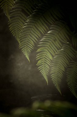 Güzel yeşil tropikal orman manzarası