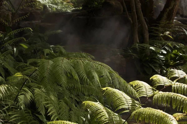 Fragmento Vista Agradable Niebla Verde Selva Tropical — Foto de Stock