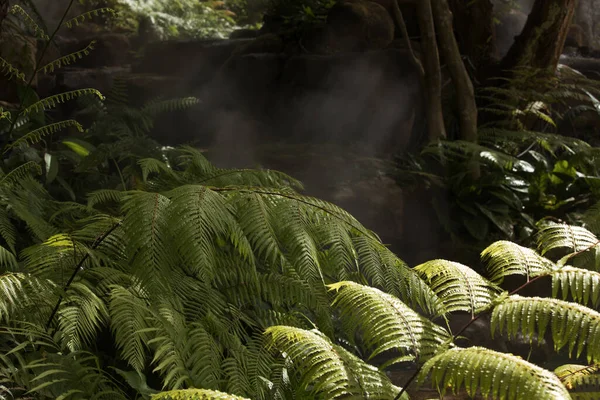 Fragment Vue Belle Brume Verte Jungle Tropicale — Photo