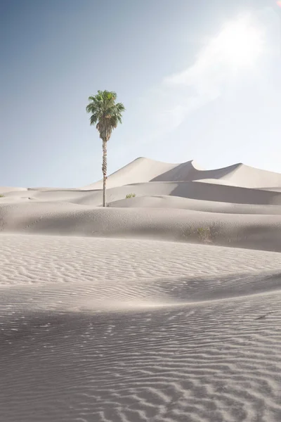 Uitzicht Mooie Zandduinen Palmen Bij Sands Dunes National Park — Stockfoto