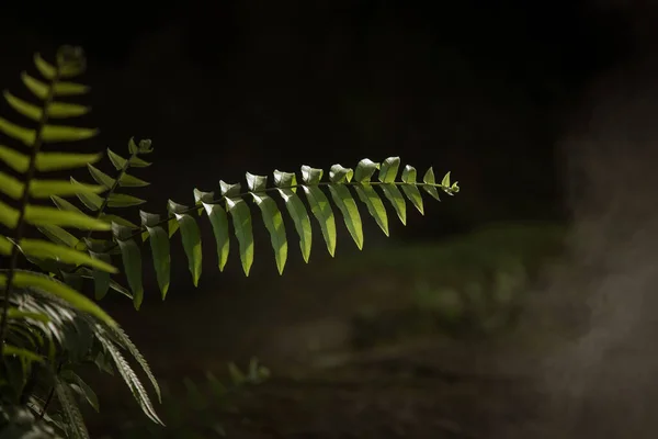 Visão Fragmento Selva Tropical Verde Névoa Agradável — Fotografia de Stock