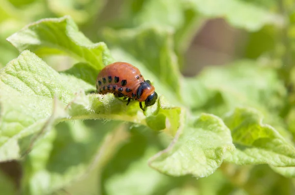 Larva de besouro — Fotografia de Stock