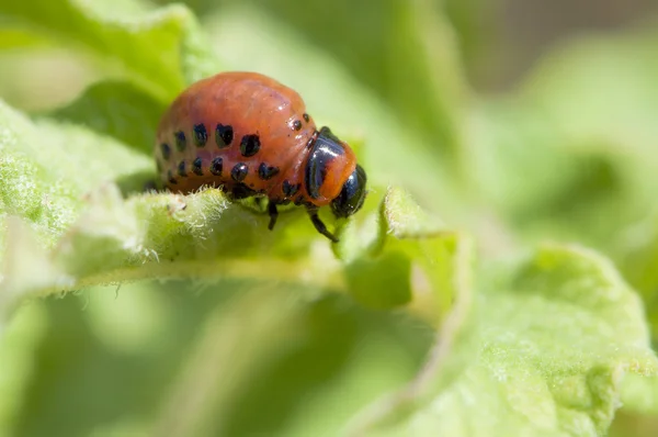Larva de escarabajo — Foto de Stock