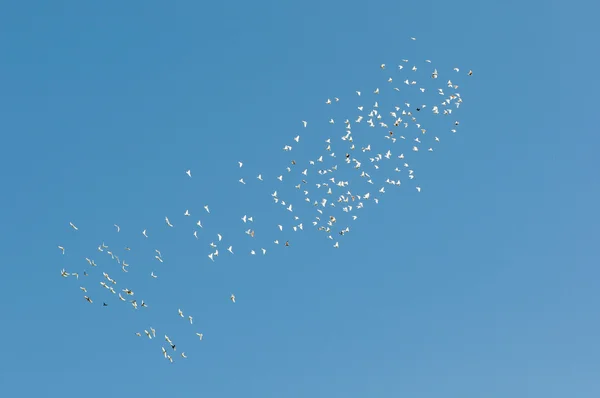 ฝูงนกพิราบ — ภาพถ่ายสต็อก