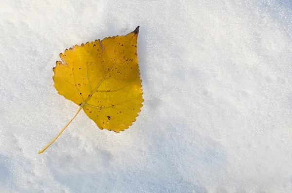 Blatt auf dem Schnee — Stockfoto