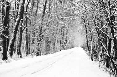 Kışın ormanda yolunu