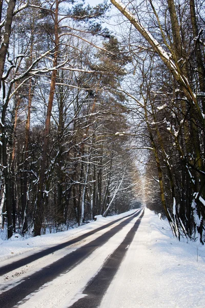 Caminho na floresta no inverno — Fotografia de Stock