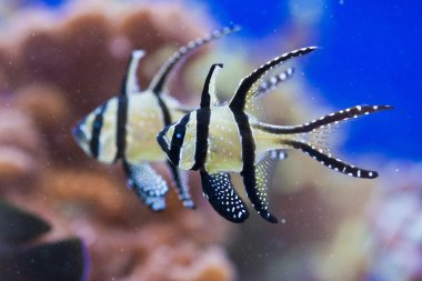 Pterapogon