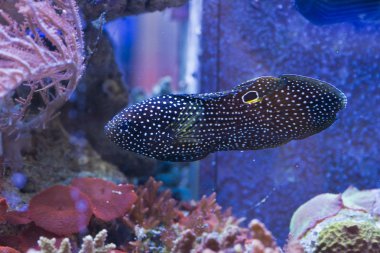 Calloplesiops altivelis