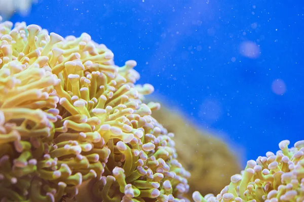 CARYOPHYLLIIDAE - coral — Stock Photo, Image