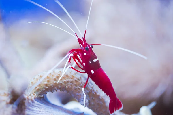 Lysmata debelius — Stok fotoğraf