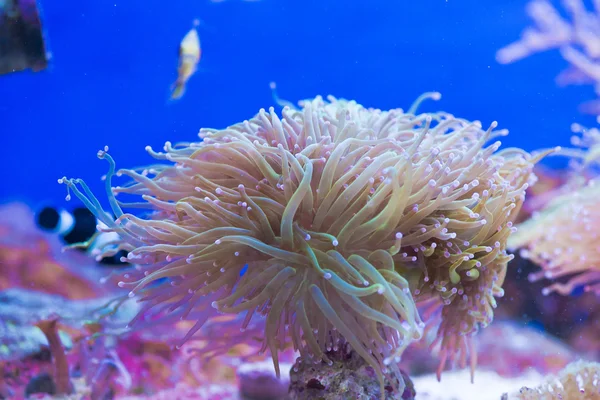 Euphyllia glabrescens — Stock Photo, Image