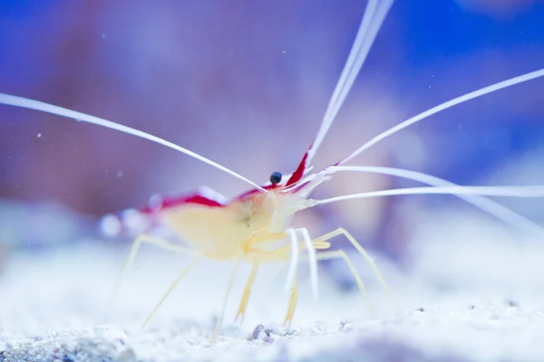 Lysmata amboinensis (temiz karides) — Stok fotoğraf