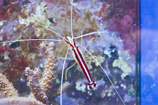 Lysmata amboinensis (Cleaner Shrimp) — Stock Photo, Image