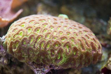 acanthastrea lordhowensis sert mercan