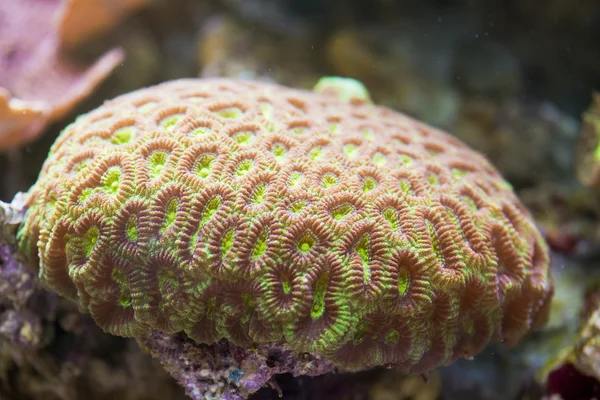 Acanthastrea lordhowensis sert mercan — Stok fotoğraf