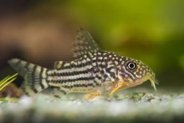 Balık corydoras sterbai