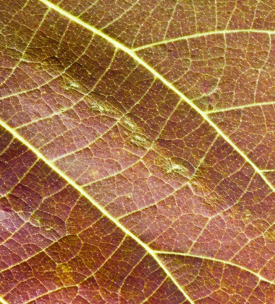 Hintergrund Blatt — Stockfoto