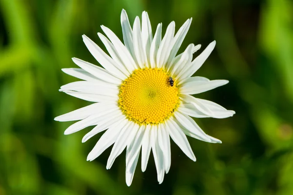 Flor blanca — Foto de Stock