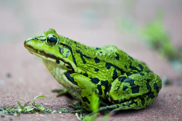 Zielona żaba pelophylax lessonae — Zdjęcie stockowe