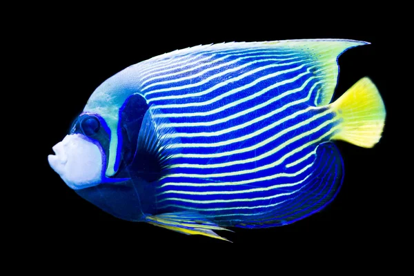 Pomacanthus imperator - keizer angelfish — Stockfoto