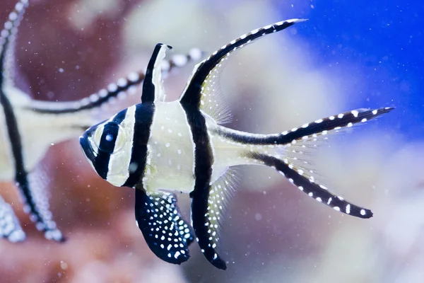 Banggai cardinalfish - Pterapogon kauderni — Stock Photo, Image