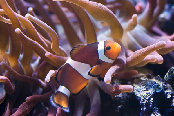 Amphiprion Sp - Clownfish — Φωτογραφία Αρχείου