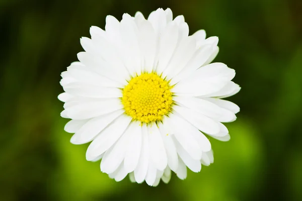 Flor blanca — Foto de Stock