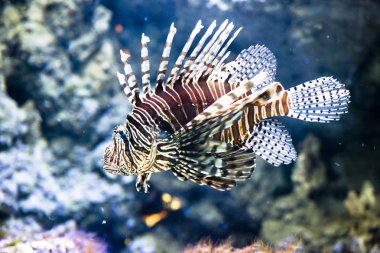 Kırmızı firefish - pterois volitans