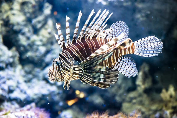 Röd firefish - pterois volitans — Stockfoto