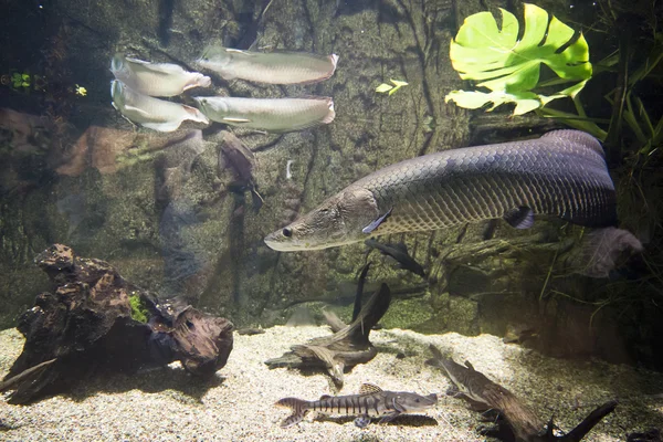 Arapaima gigas - dev arapaima — Stok fotoğraf