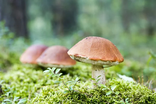 Houby - leccinum aurantiacum — Stock fotografie