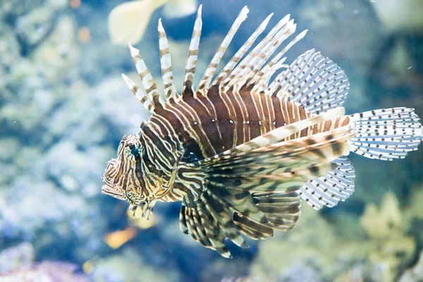 Röd firefish - pterois volitans — Stockfoto