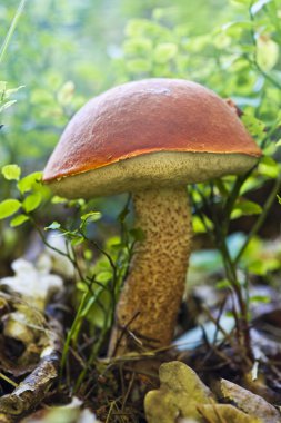 mantar - leccinum aurantiacum