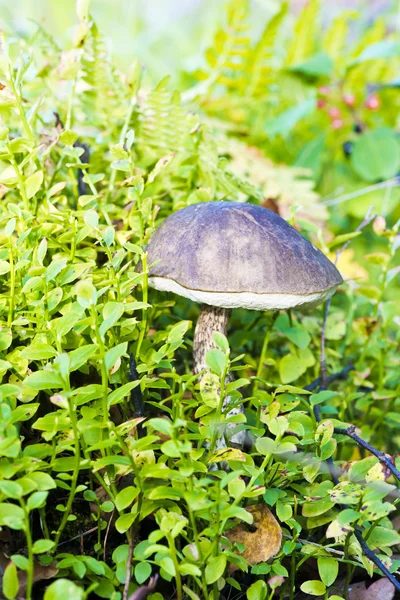 Houby - leccinum scabrum — Stock fotografie