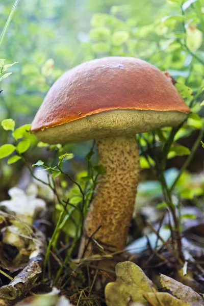 Mushrooms - Leccinum aurantiacum — Stock Photo, Image