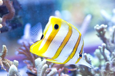 Chelmon rostratus (Copperband Butterflyfish)