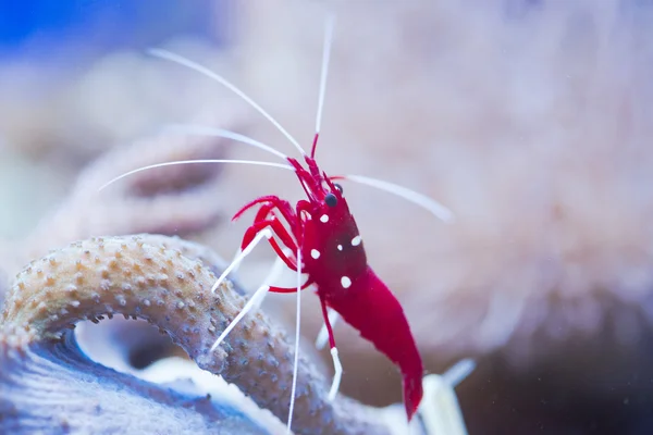 Lysmata debelius — Stok fotoğraf