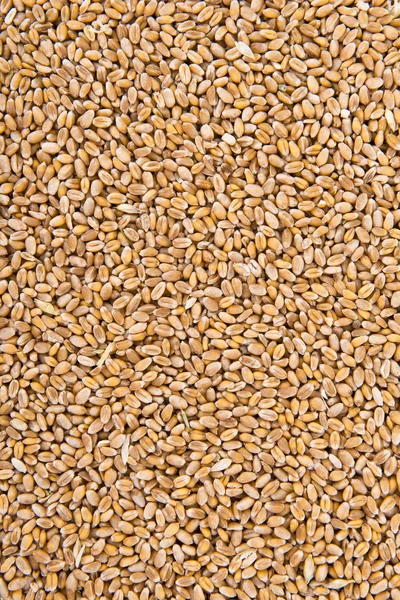 Wheat background — Stock Photo, Image