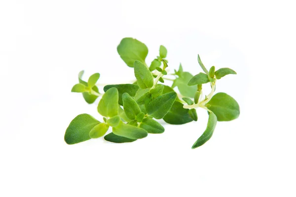 Grönt blad timjan — Stockfoto