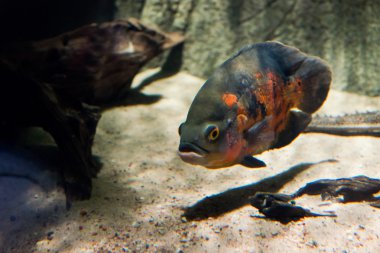 Oscar ryb - astronotus wielkooki